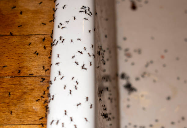 Best Wildlife Control Services  in Fairmont, NC